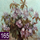 Nummer 165: prunus nigra. Klik voor een vergroting.