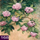 Nummer 168: rhododendron. Klik voor een vergroting.