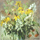 Nummer 564: Rudbekia met een hortensia. Klik voor een vergroting.